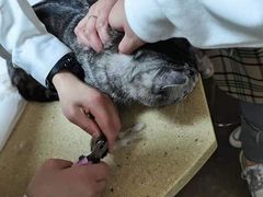 -安安宠医·安宠宠物医院