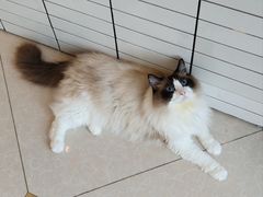 -Catmate·猫肥家润(金润铂宫店)