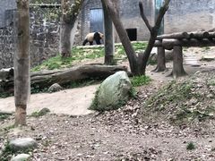 -都江堰中华大熊猫苑