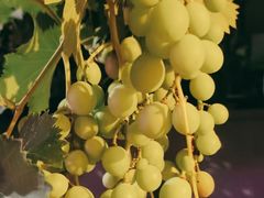 -ZING鲸鱼啤酒(葡萄院店)