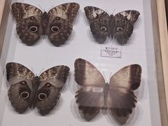 -广东省博物馆