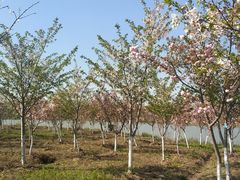 -上海海湾国家森林公园