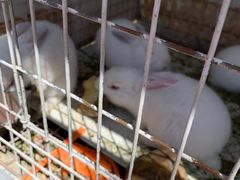 -大连铭湖国际观光牧场