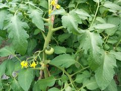 android_upload_pic-上海多利农业发展有限公司