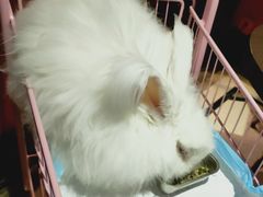 -猫色咖啡·猫咖
