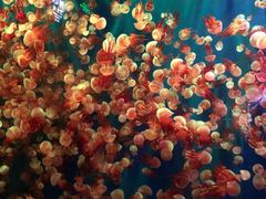 -成都浩海立方海洋公园