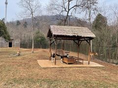 -合肥野生动物园