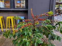 -Torch Coffee 炬点咖啡