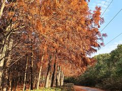 -上海海湾国家森林公园