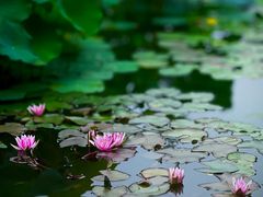 -国家植物园南园