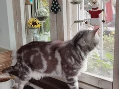 -海边的猫和咖啡馆
