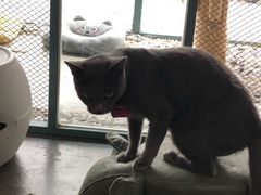 -喵屿·大理花园猫咖