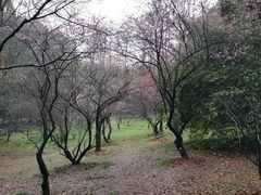 -武汉大学-樱园