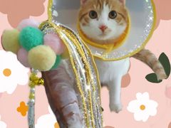 -佳怡动物医院·平价24小时·猫专科骨外科