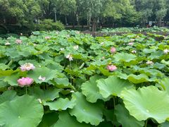-陈家山荷花公园