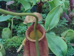 -国家植物园南园