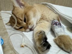 -北京观赏动物医院·24小时大型综合·猫专科·异宠专科