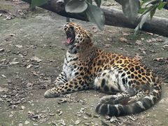 -成都动物园
