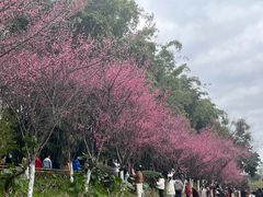 -贺记蛋烘糕(青羊第五分店)