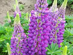 -径山花海