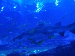 -成都浩海立方海洋公园