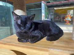 -more than meow吴止猫主题餐厅(承德 中船汇店)