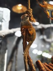 -Zoolung Zoolung动物主题公园(海信广场店)