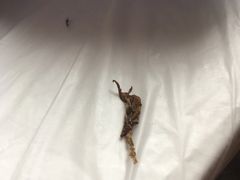 -阮老二·羊肉汤(黄甲店)