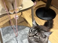 -米乐乖乖猫咪咖啡馆·猫咖(深圳湾后海汇店)