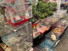 -曲阳花鸟市场(曲阳路店)