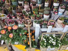 -循礼门鲜花花市(武汉循礼门店)