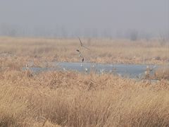 -野鸭湖国家湿地公园