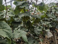 -马陆小张葡萄园农家乐