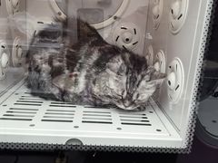 -FAELING PETS美天灵宠物(富力广场店)