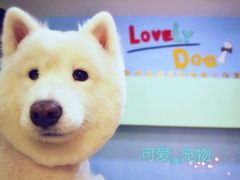 莎莎4-可爱是宠物(容辰庄园店)