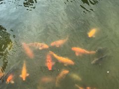 -芭东小镇温泉