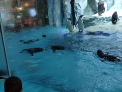 -帝企鹅自助餐厅•儿童岛•真企鹅(长隆企鹅酒店)