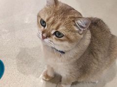 -藏猫猫咖啡主题馆(中央大道店)