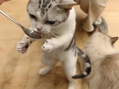 -有喵·猫咖·狗咖·30几只猫10只小狗(岗厦店)