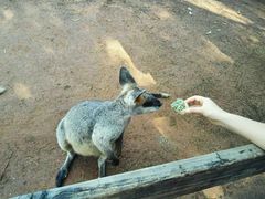 -费瑟代尔野生动物园