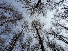 -上海共青森林公园