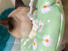 -关爱宠物医院·猫科中心·消化科(滨湖万达分院)