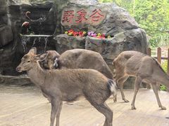 -野象谷景区
