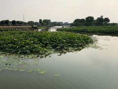 -白洋淀景区