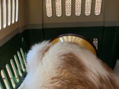 -御宝贝·A梦猫科宠物医院(国际猫友好医院)