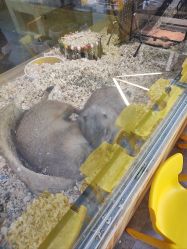 -神奇动物撸宠馆·羊驼·小浣熊·异宠(豫园店)