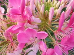 -美的鹭湖探索王国