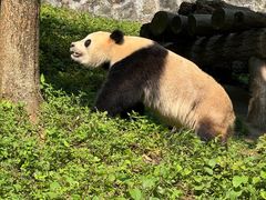 -都江堰中华大熊猫苑