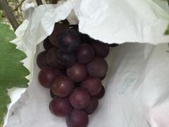 -马陆小张葡萄园农家乐