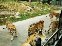 -西安秦岭野生动物园